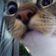 kokoraii's profile picture'